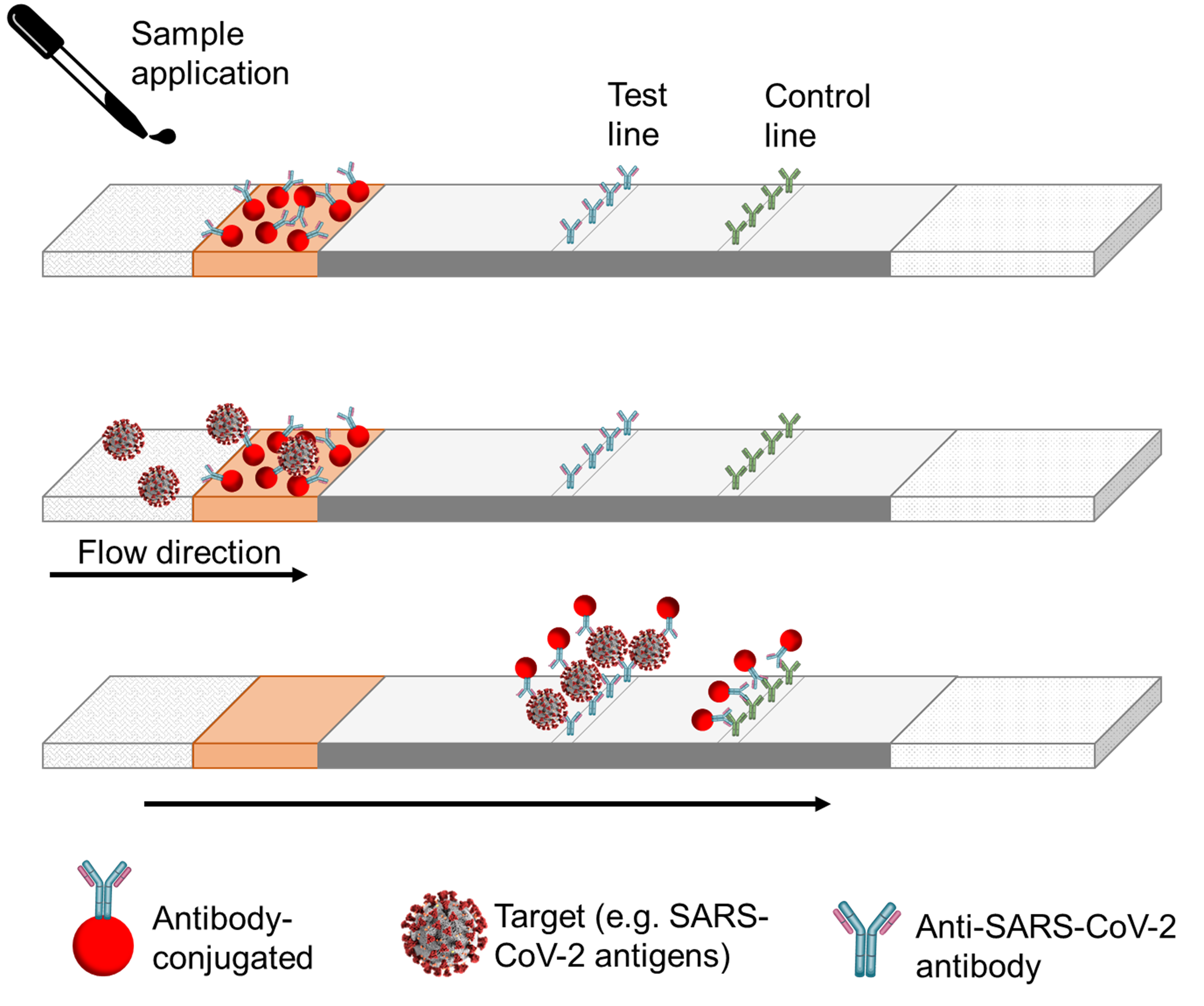 Lateral Flow Assays – Reagents And Equipment For R&D Of Lateral Flow Assays